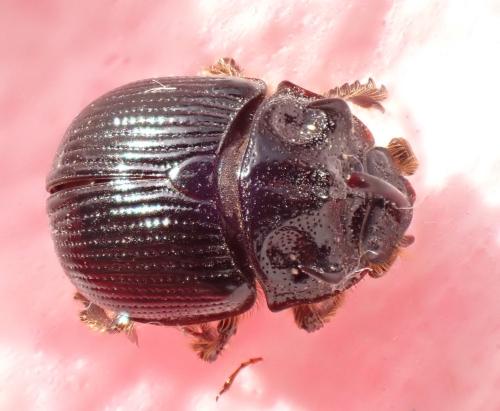Réf. 309 289 : Odonteus armiger